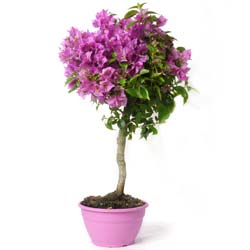 Bougainvillier mauve